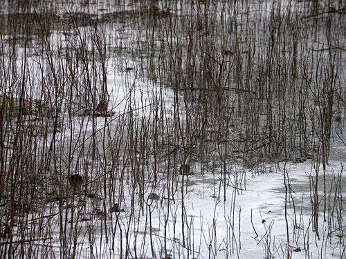 Téli álom Visegrádon