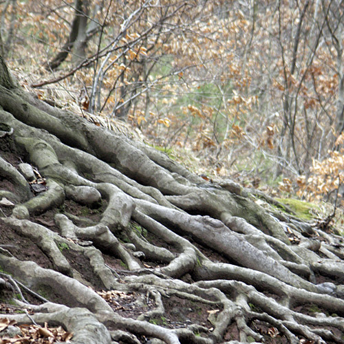 azok a megunhatatlan gyökerek
