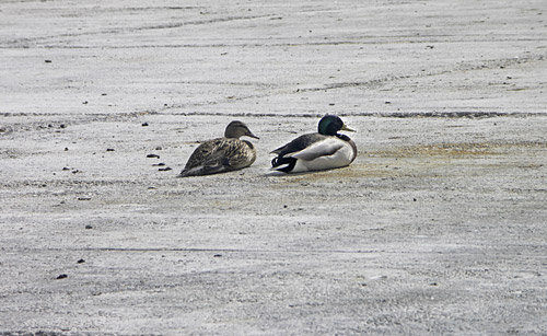 Vásárnapi Városliget