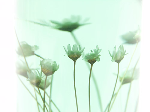 Makró fotó: olajba zárt virágok