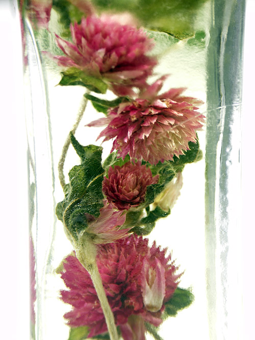 Makró fotó: olajba zárt virágok