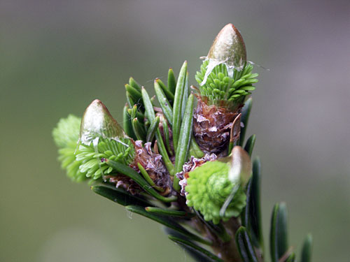 rügyező Fenyőfaszi