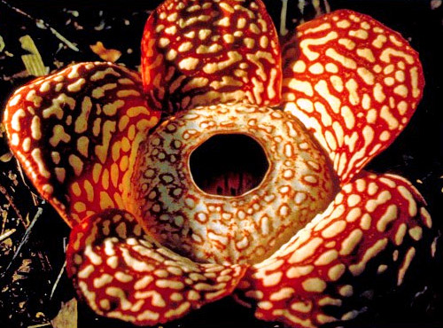 A növények magánélete – jelenet a filmből