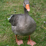 Csicseri Londonból #1: 2008. szeptember