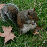 Csicseri Londonból #1: 2008. szeptember