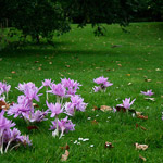 Csicseri Londonból #1: 2008. szeptember