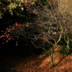 Csicseri Londonból #3: 2008. október 27.