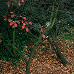 Csicseri Londonból #3: 2008. október 27.