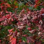 Csicseri Londonból #3: 2008. október 27.