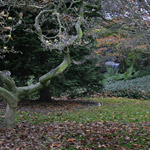 Csicseri Londonból #5: 2008. november 23–29.