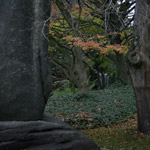 Csicseri Londonból #5: 2008. november 23–29.