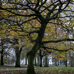 Csicseri Londonból #5: 2008. november 23–29.