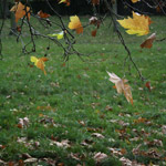 Csicseri Londonból #5: 2008. november 23–29.