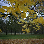 Csicseri Londonból #5: 2008. november 23–29.