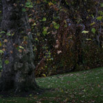 Csicseri Londonból #5: 2008. november 23–29.