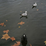 Csicseri Londonból #5: 2008. november 23–29.