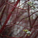 Csicseri Londonból #5: 2008. november 23–29.