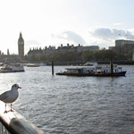 Csicseri Londonból #5: 2008. november 23–29.