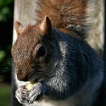 Csicseri Londonból #9: 2009. január 25.