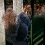 Csicseri Londonból #9: 2009. január 25.