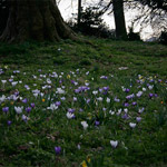 Csicseri Londonból #11: 2009. február 17. – március 7.