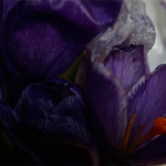 Csicseri Londonból #11: 2009. február 17. – március 7.