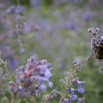 Csicseri Londonból #15: 2009. június