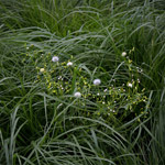 Csicseri Londonból #15: 2009. június