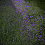 Csicseri Londonból #15: 2009. június