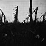 Csicseri Londonból #15: 2009. június