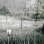 Csicseri Londonból #15: 2009. június