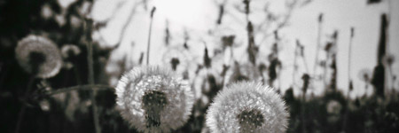 Csicseri Londonból #15: 2009. június