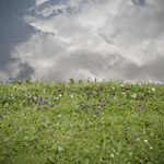 Csicseri Londonból #16: 2009. július