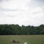 Csicseri Londonból #16: 2009. július