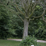 Csicseri Londonból #16: 2009. július