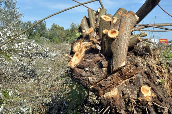 Dunakeszi láp: riadó!