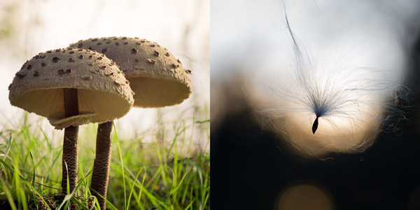 Gombák és szöszök