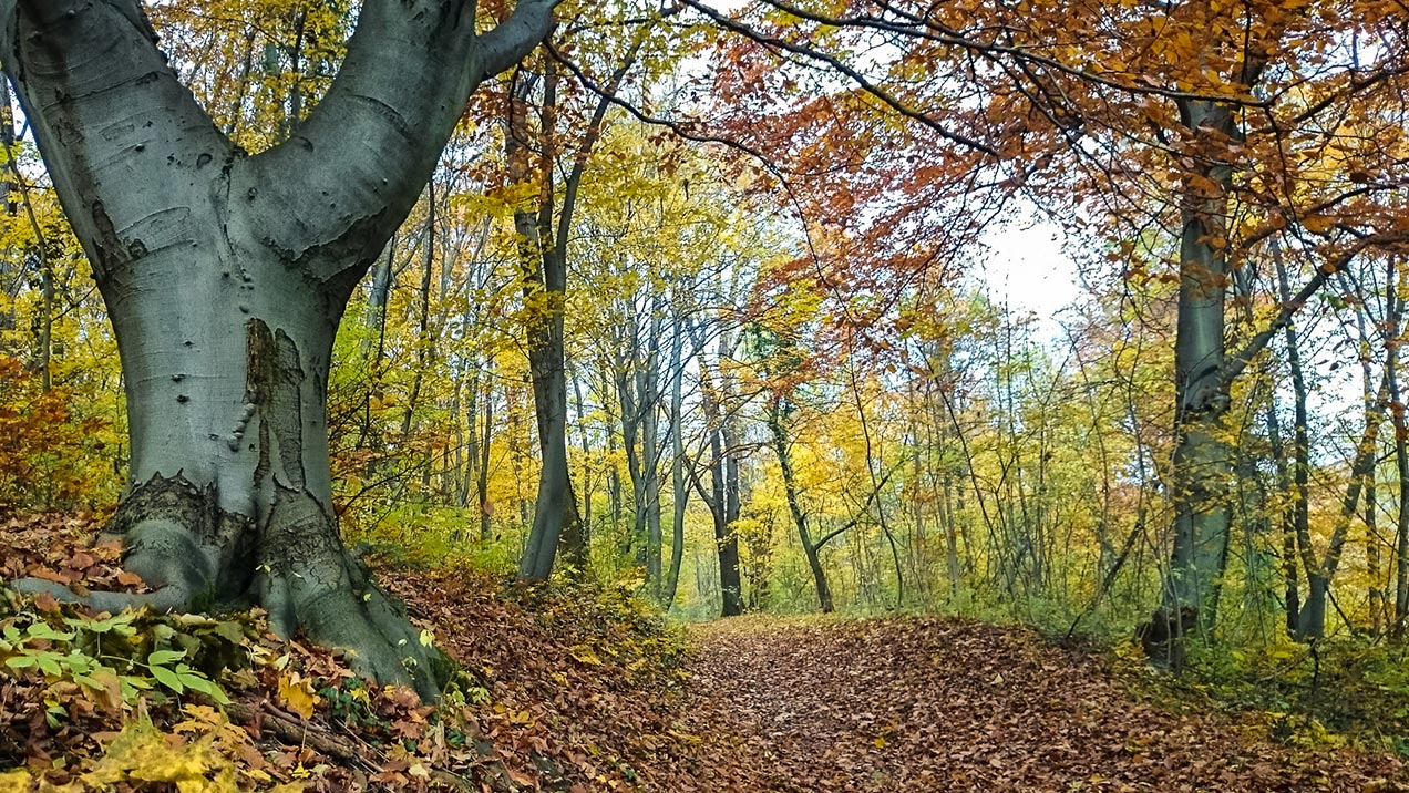 #264 • 2014. 11. 09. • Budapest: Jánoshegy, Budakeszierdő
