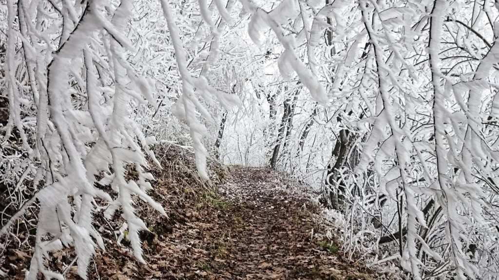 #267 • 2014. 11. 30. • Budapest: Jánoshegy,&nbsp;Budakeszierdő