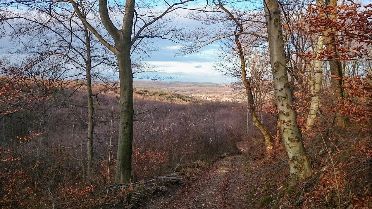 #271 • 2014. 12. 26. • Budapest: Budakeszierdő