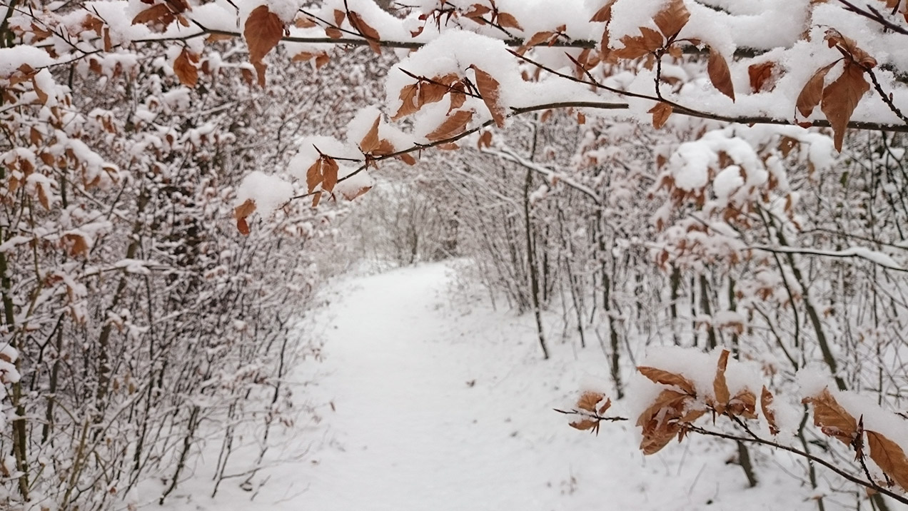 #272 • 2014. 12. 28. • Budapest: Jánoshegy, Budakeszierdő