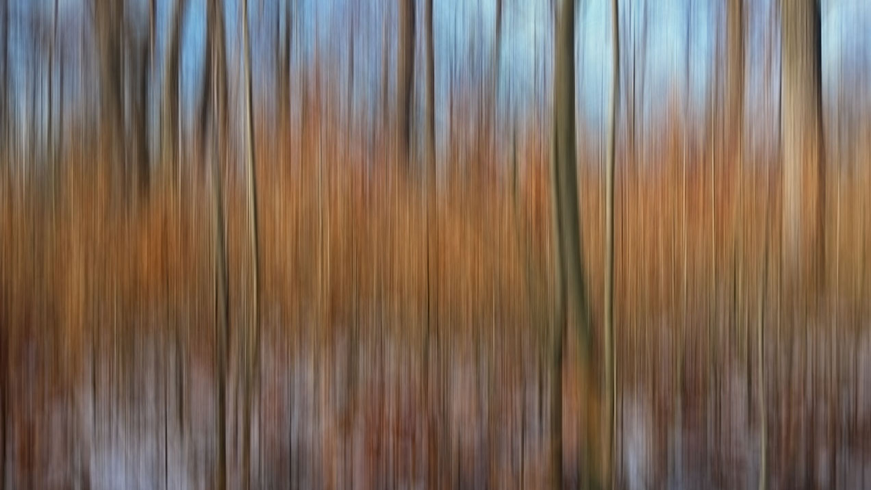 #274 • 2015. 01. 03. • Budapest: Budakeszierdő