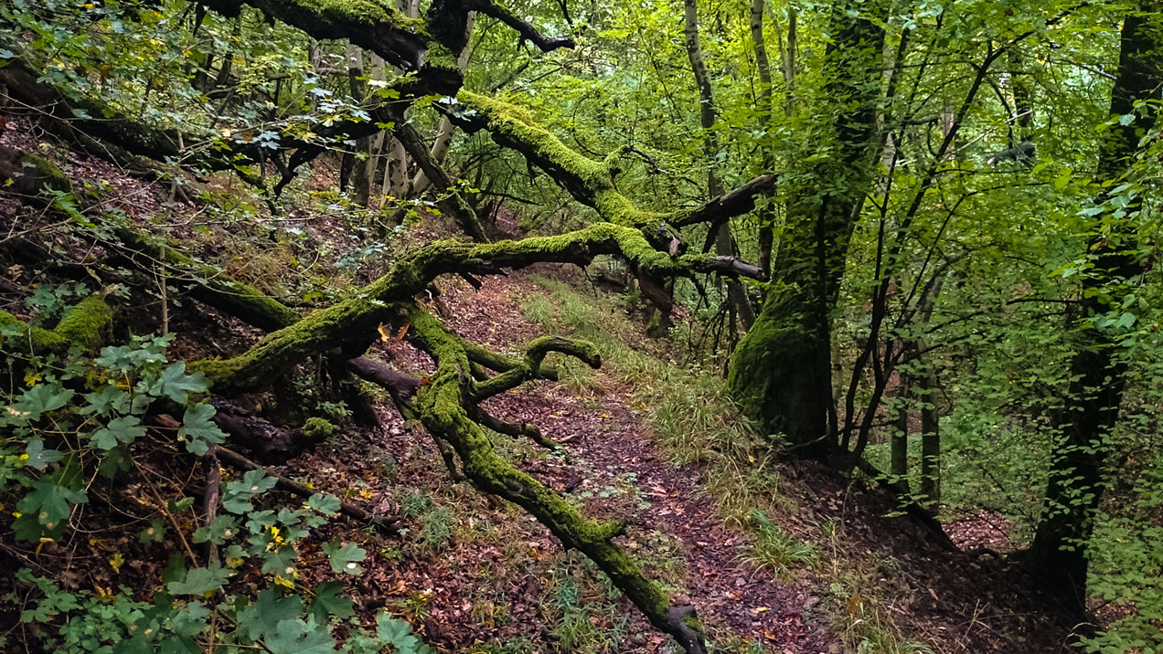 #318 • 2015. 09. 27. • Budakeszi: Fekete-hegyek, Kakukk-hegy