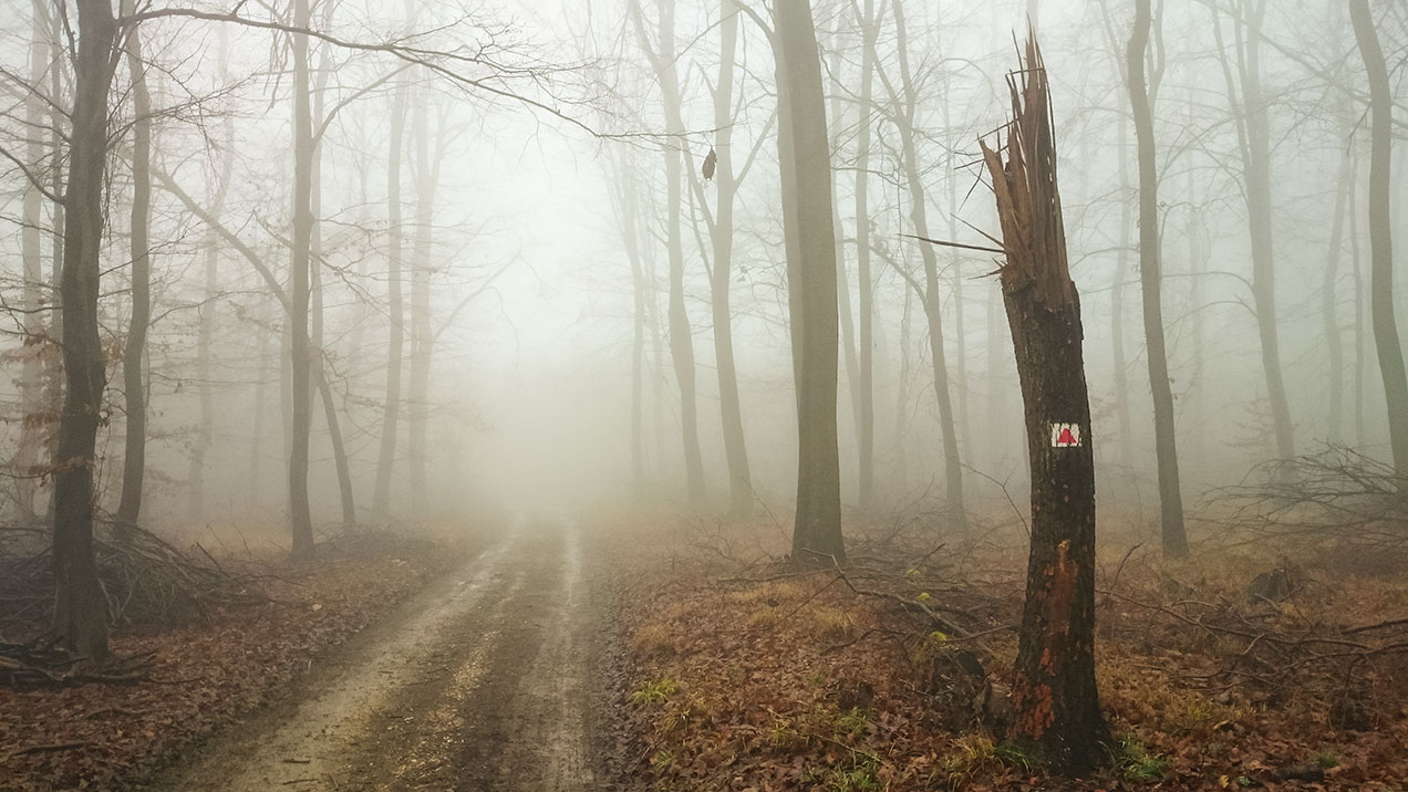 #331 • 2015. 12. 20. • Nagykovácsi: Sebestyéndomb, Kopasz-erdő-tető