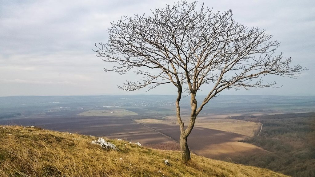 #340 • 2016. 02. 20. • Nagykovácsi: Széna-hegy – Budajenő – Perbál:&nbsp;Meszes-hegy