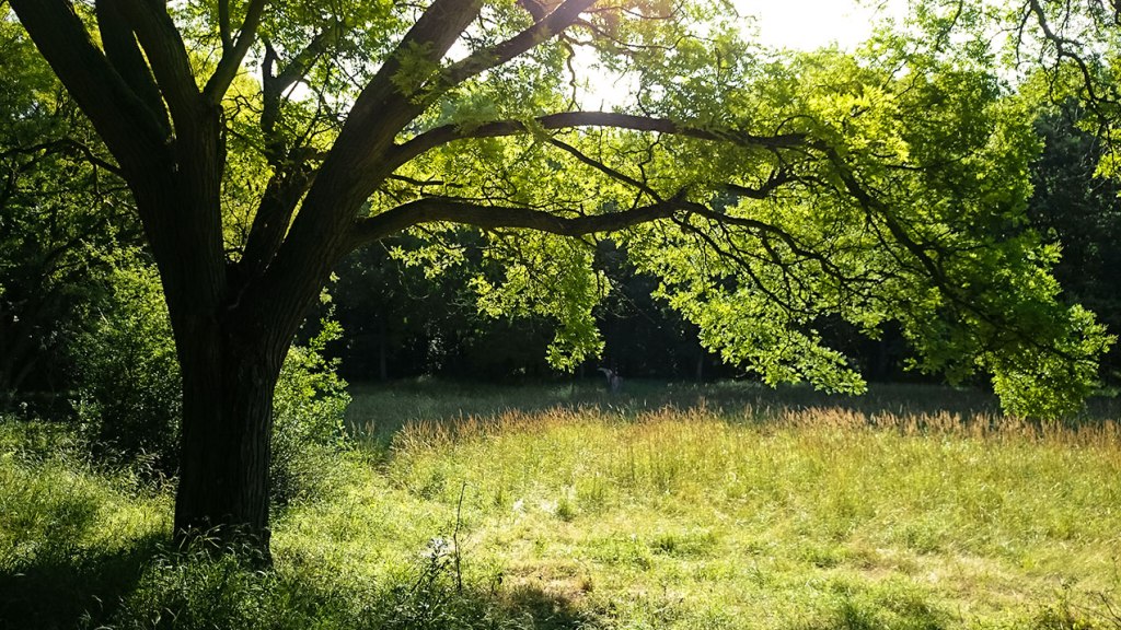 #305 • 2015. 07. 12. • Páty – Budakeszi:&nbsp;Kis-Kopasz