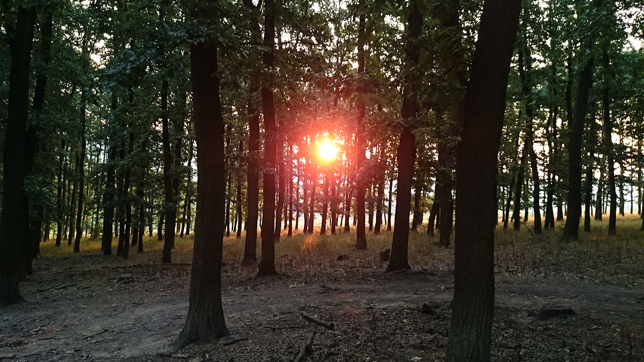 #306 • 2015. 07. 19. • Páty – Budakeszi: Hosszú-hajtás-hegy