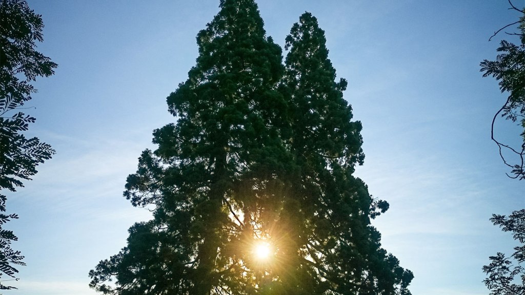#309 • 2015. 08. 01. • Budakeszi&nbsp;(Mammutfenyők)