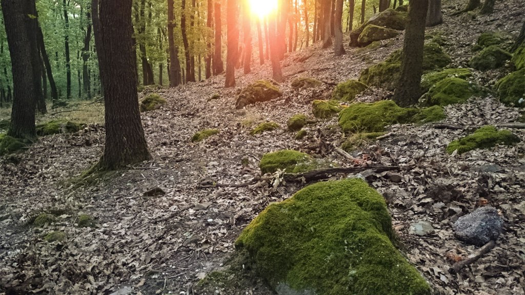 #310 • 2015. 08. 09. •&nbsp;Budakeszi