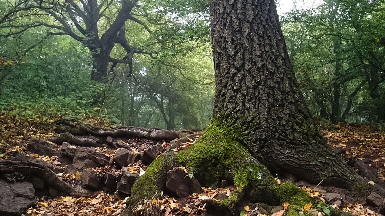 #313 • 2015. 08. 22. • Kővágószőlős – Kővágótöttös (Mecsek #08)